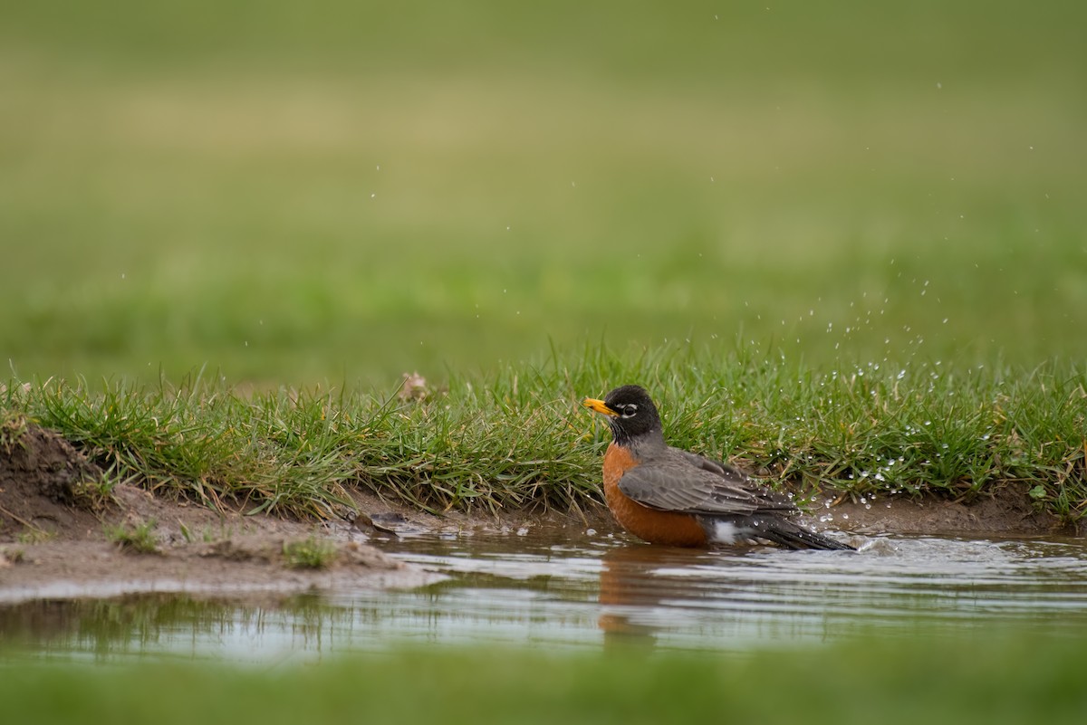 American Robin - Adam Jackson