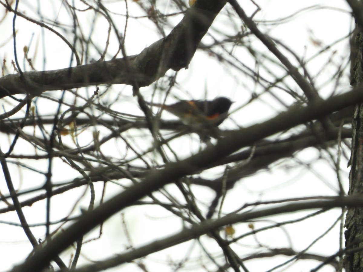 American Redstart - ML567069591