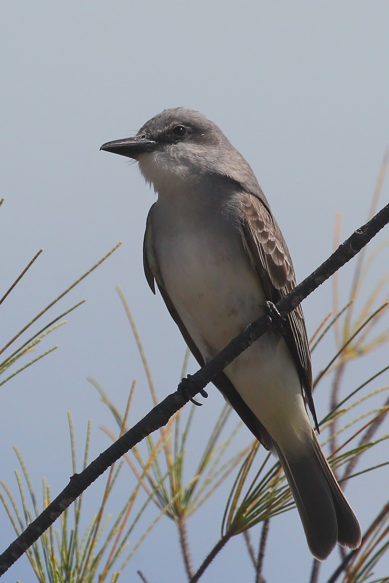 Gray Kingbird - ML567069871