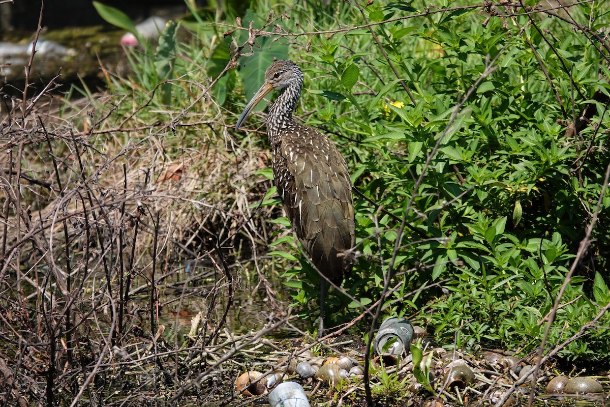 Limpkin - ML567070111