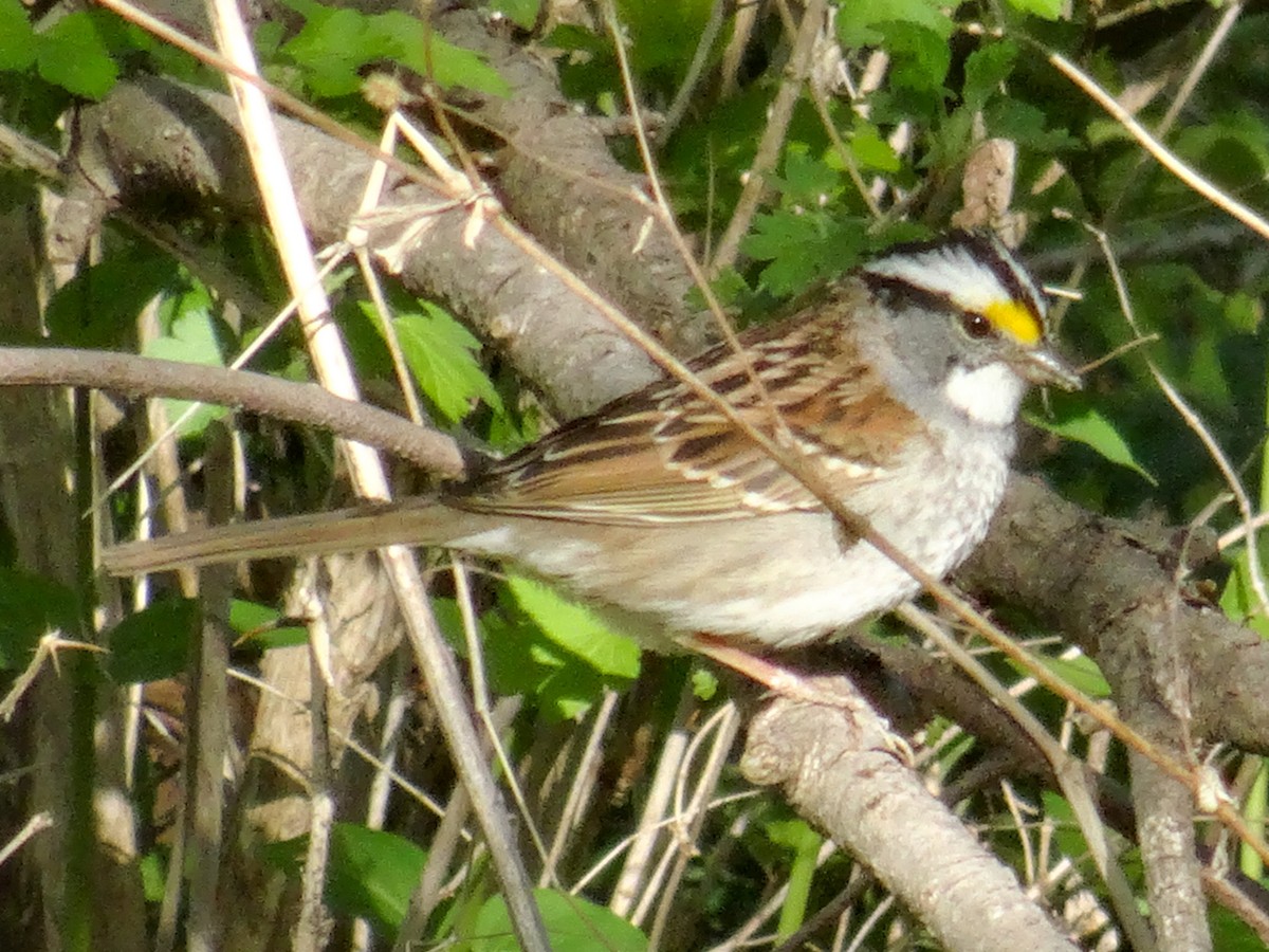 White-throated Sparrow - ML567070391