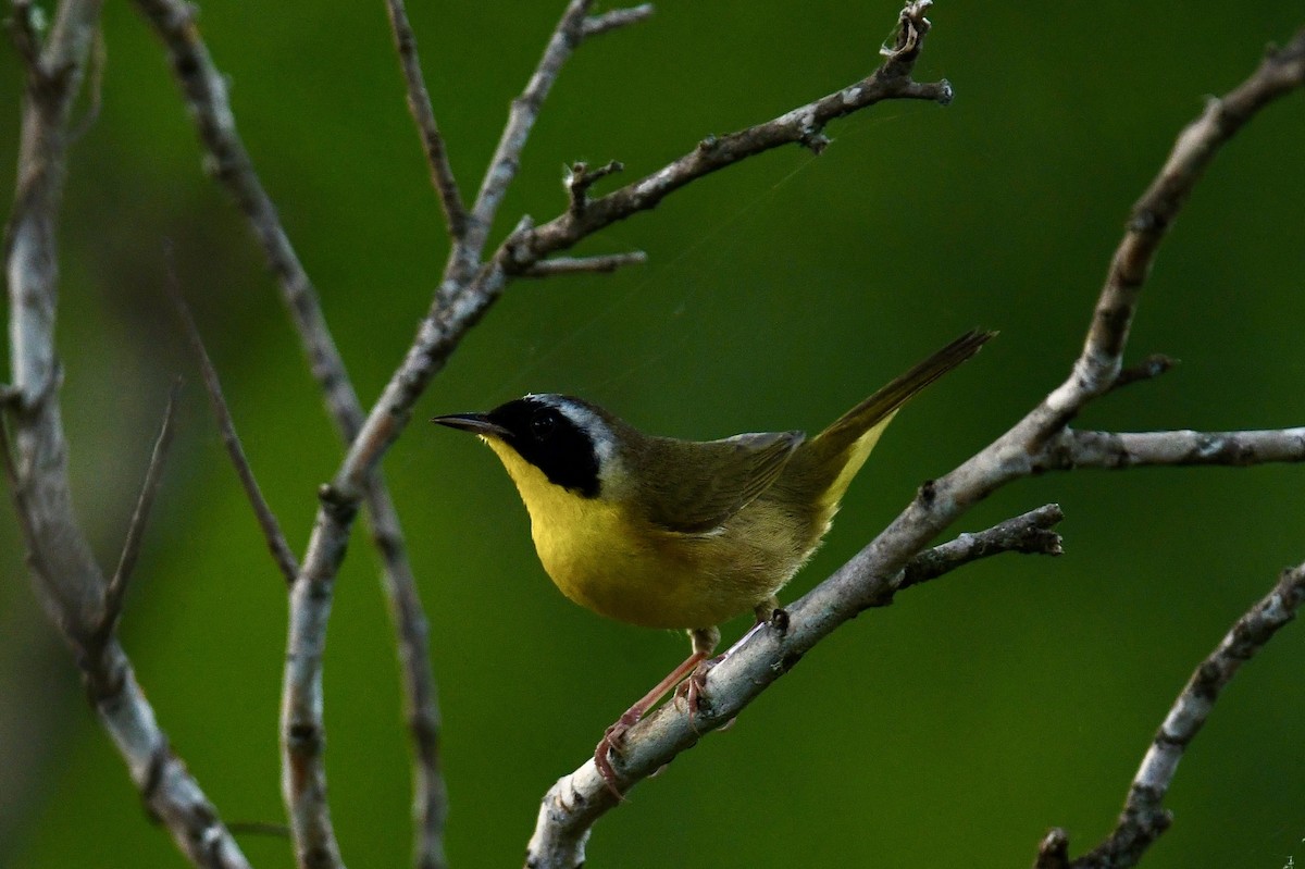 Common Yellowthroat - Ardell Winters