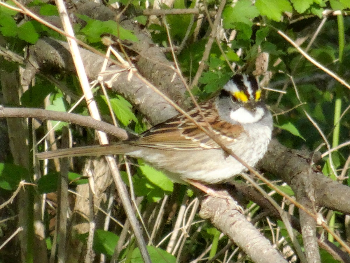 White-throated Sparrow - ML567070511