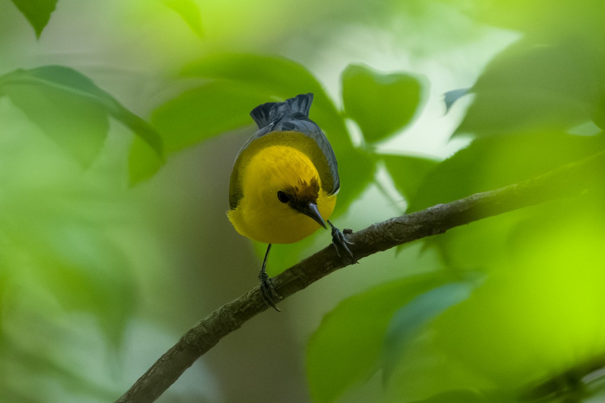 Prothonotary Warbler - Dylan Buell