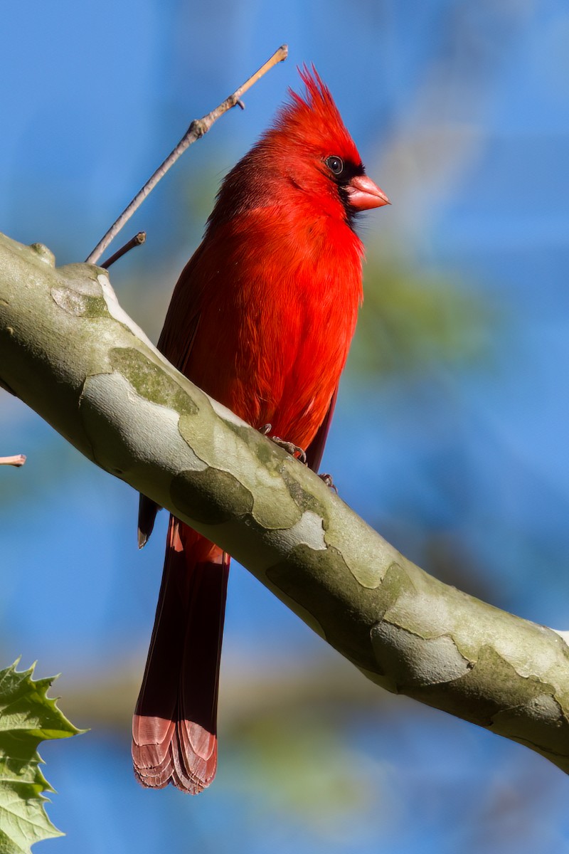 Cardinal rouge - ML567070761