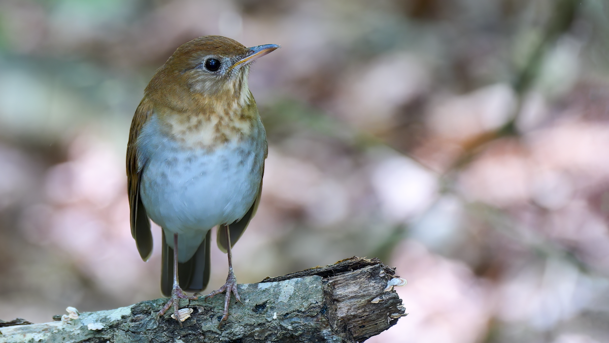 Veery - ML567070961