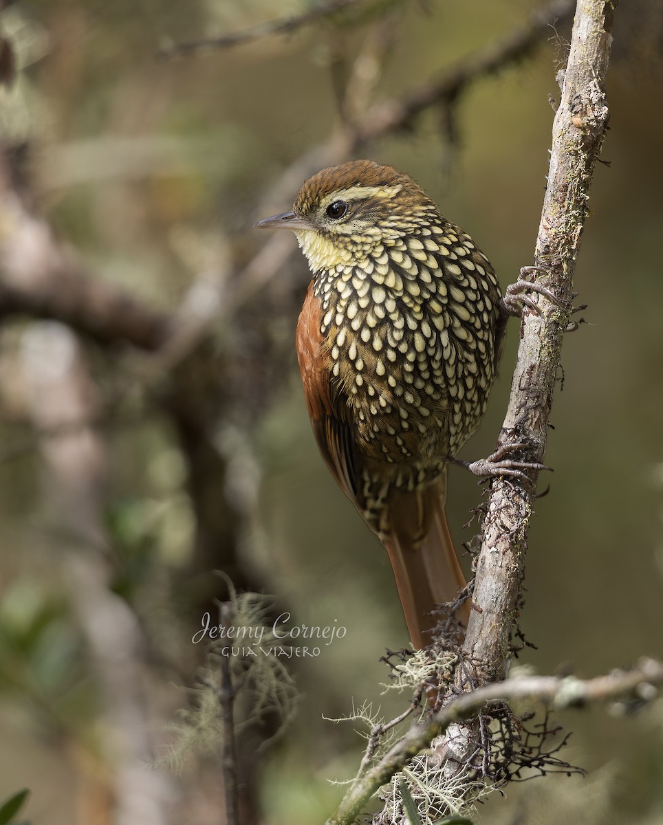 Pearled Treerunner - Jeremy Cornejo