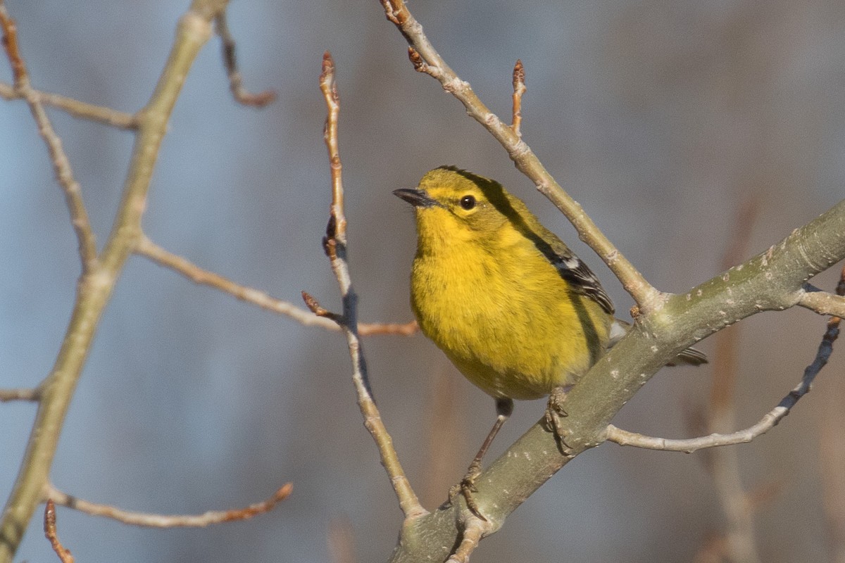 Pine Warbler - John Jackson