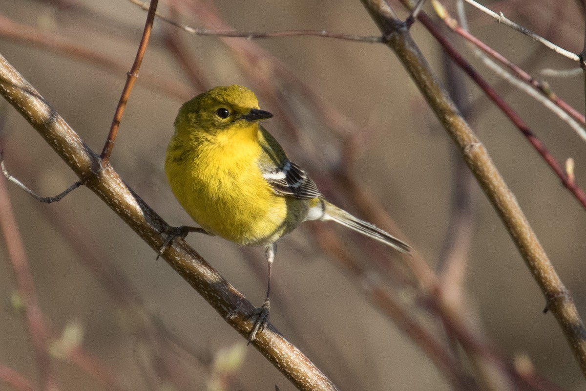 Pine Warbler - John Jackson