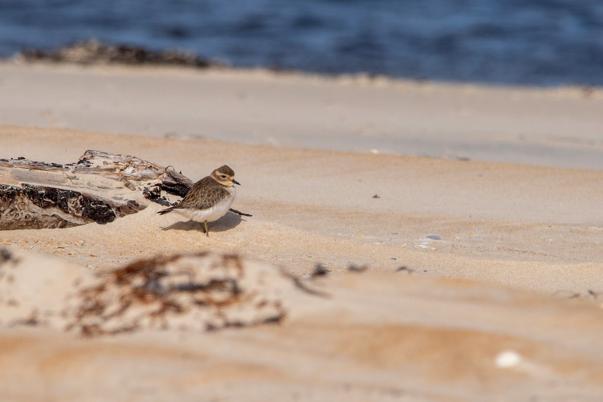 Double-banded Plover - ML567072371