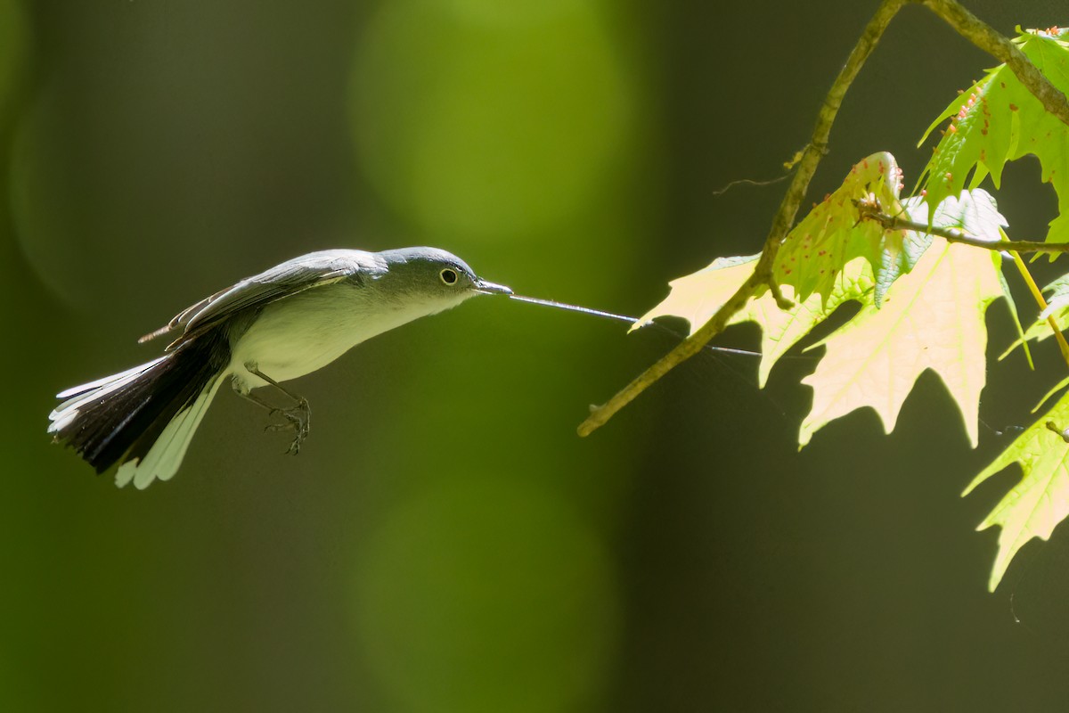 Blue-gray Gnatcatcher - ML567072771