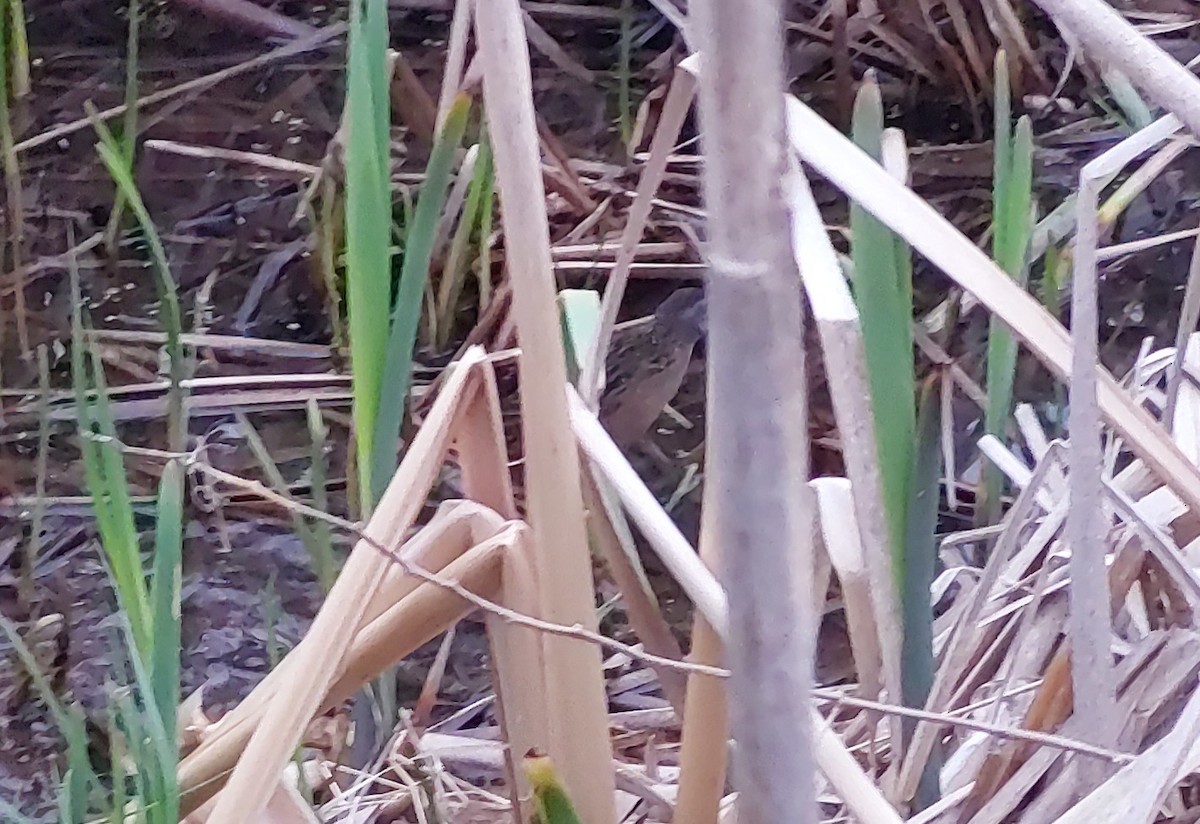 Virginia Rail - Devin Johnstone