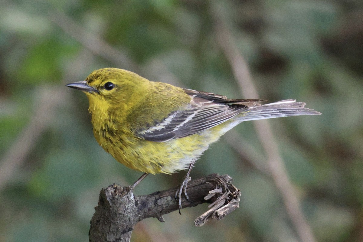 Pine Warbler - ML567073501
