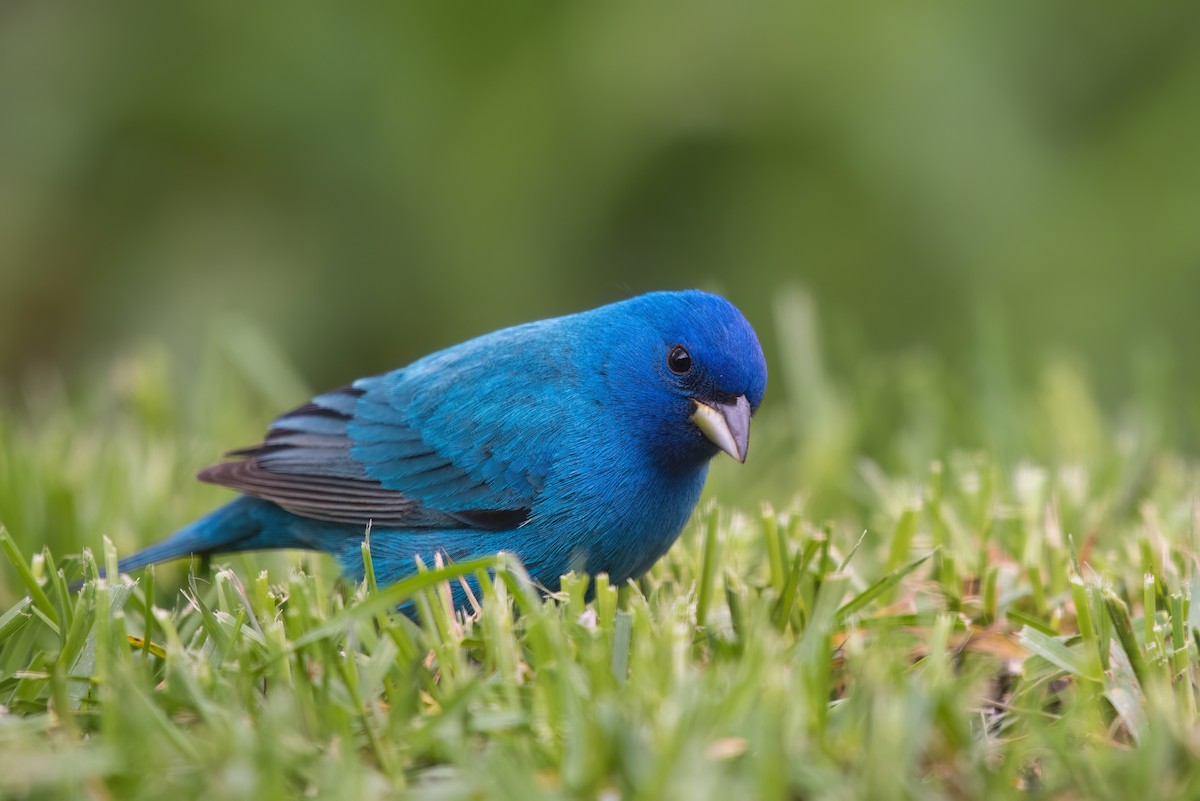 Indigo Bunting - ML567074371