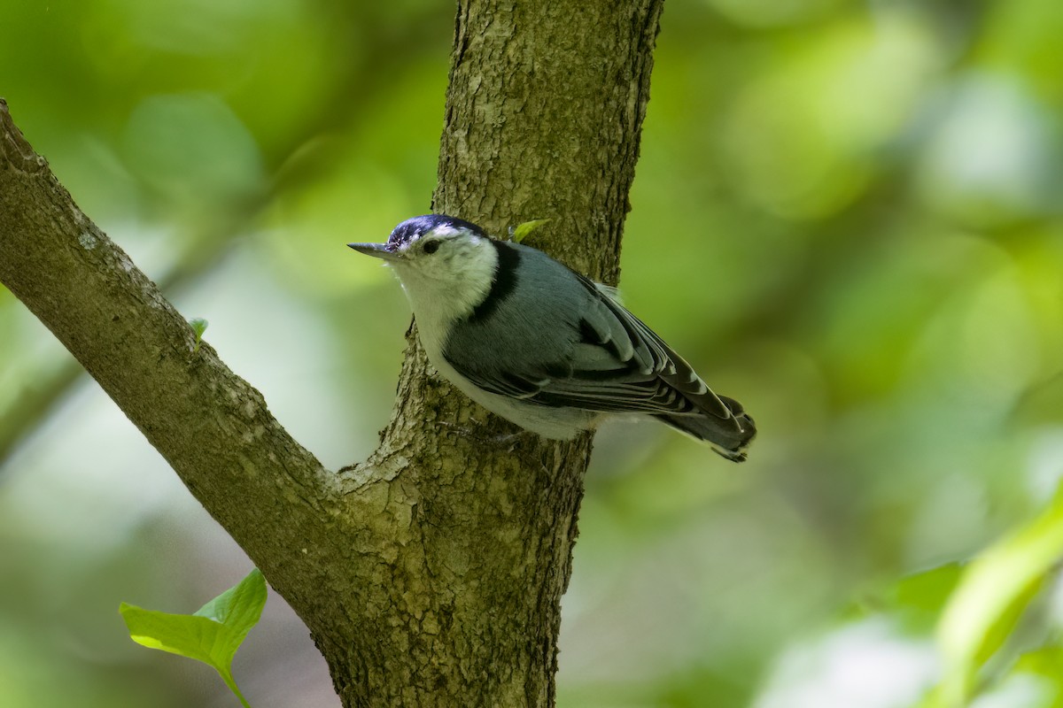 White-breasted Nuthatch - Dylan Buell