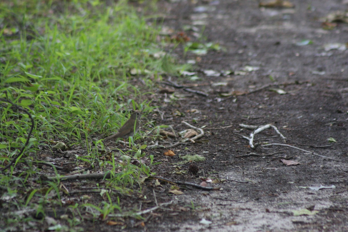 Gray-cheeked Thrush - Avery Chan