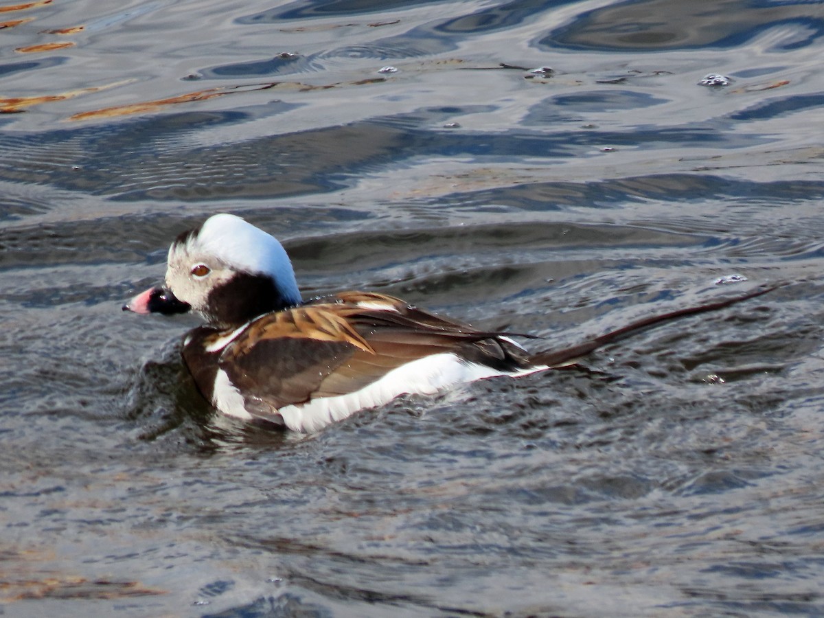 Long-tailed Duck - ML567077351