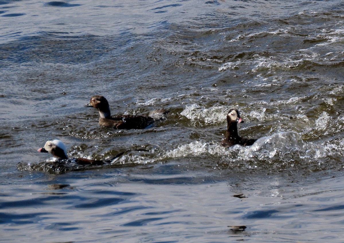 Long-tailed Duck - ML567077361