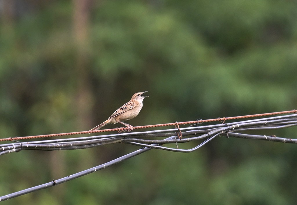 Striated Grassbird - ML567077411