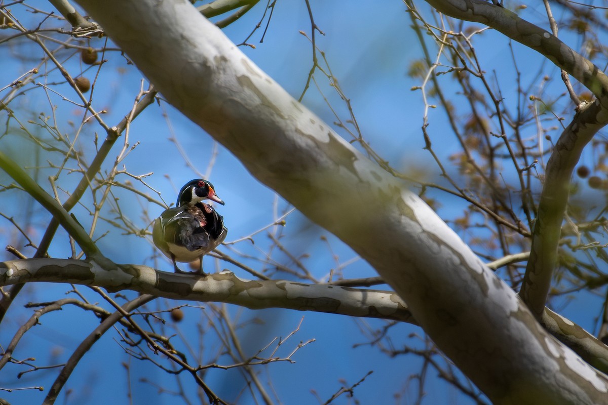 Wood Duck - ML567077941