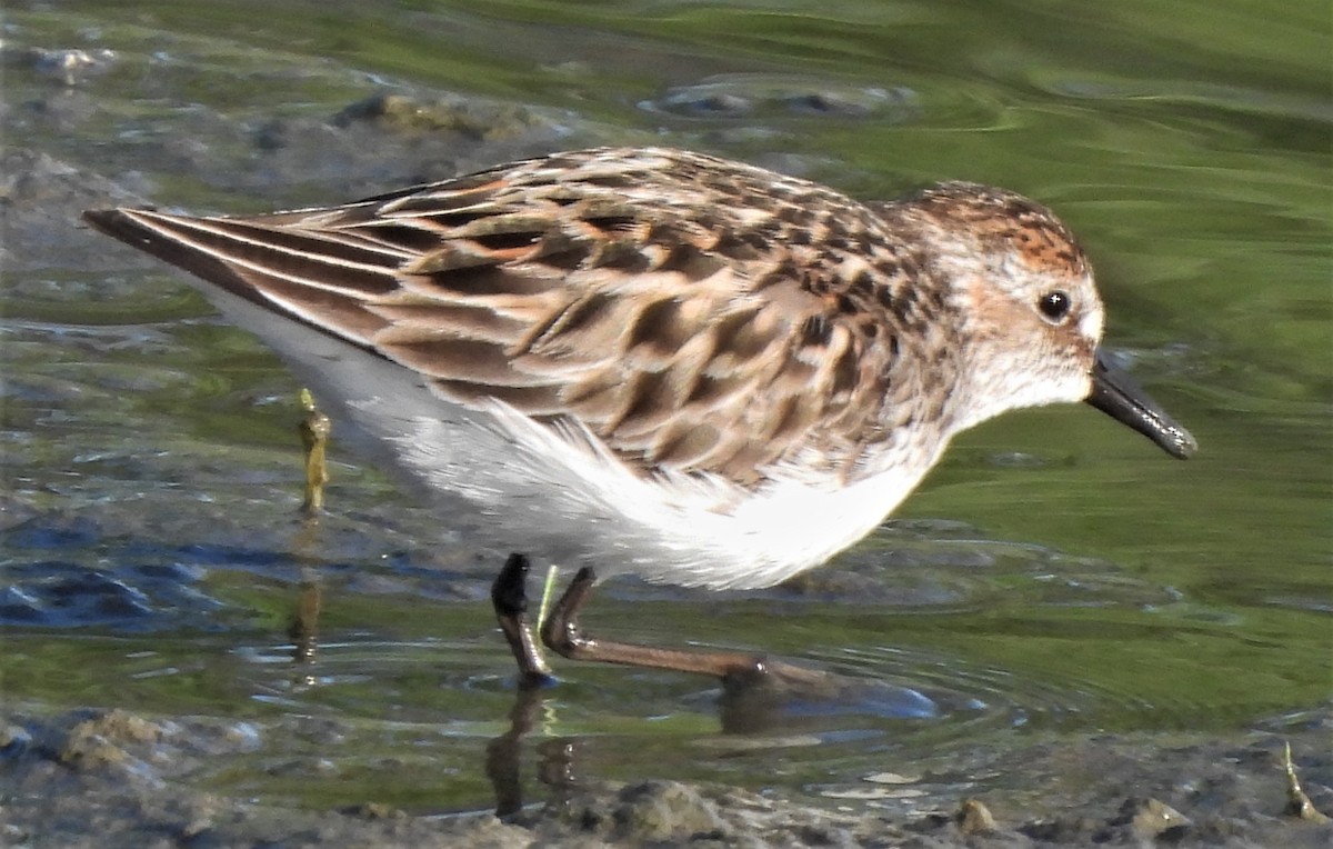 Semipalmated Sandpiper - Paul McKenzie