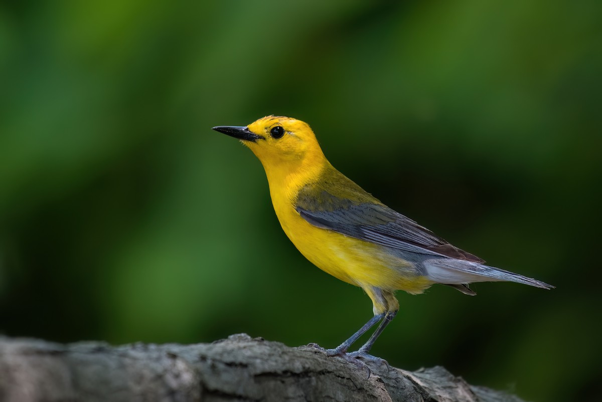 Prothonotary Warbler - ML567078551