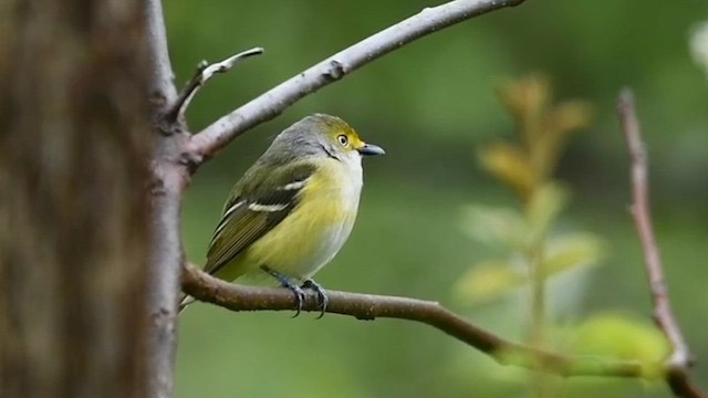 Ak Gözlü Vireo - ML567078581