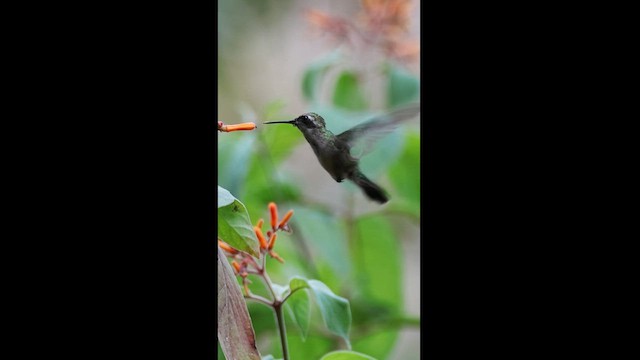 Canivet's Emerald - ML567079121