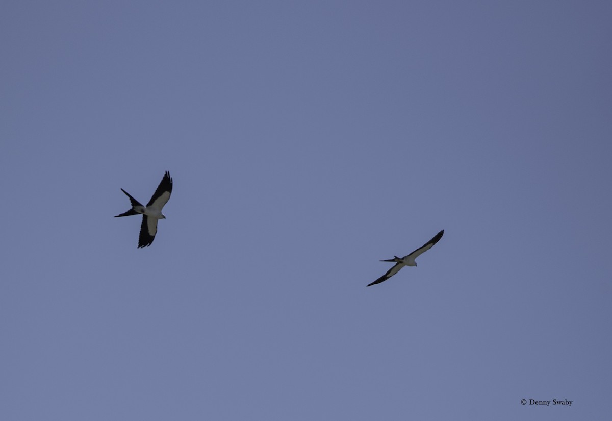 Swallow-tailed Kite - ML56707981