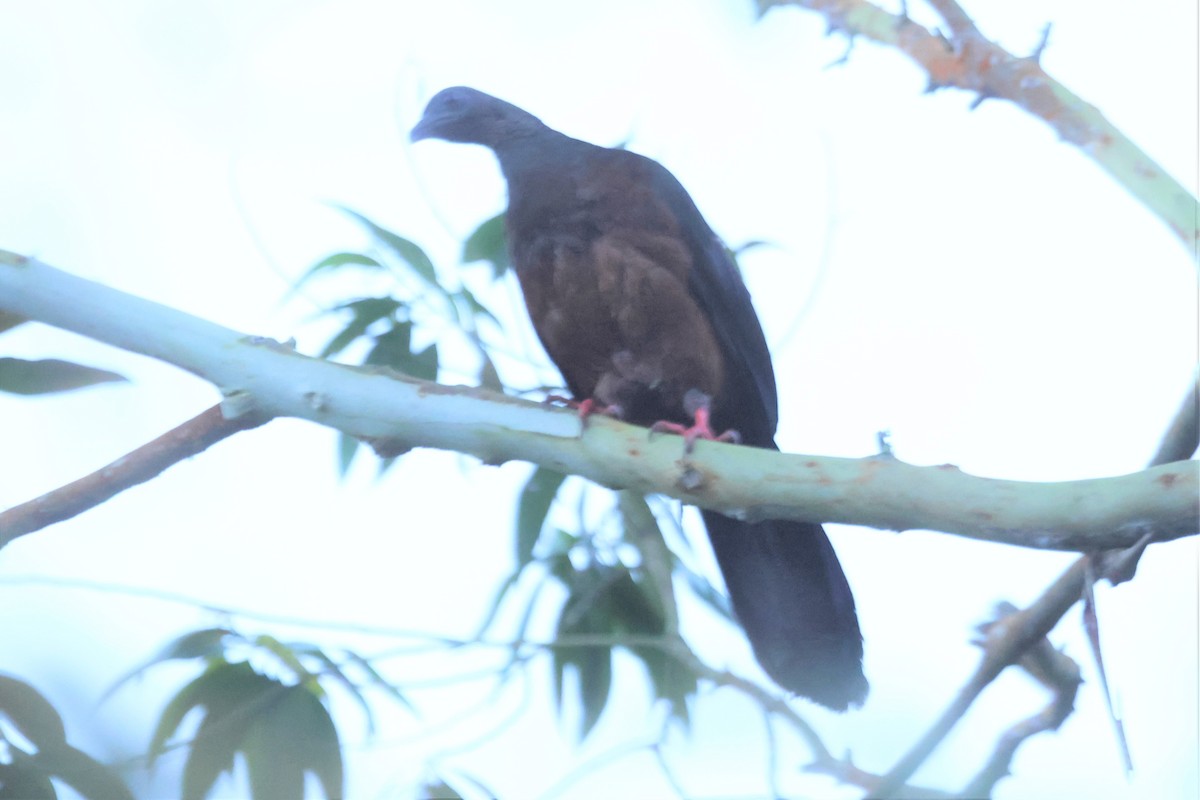 Sickle-winged Guan - ML567079831