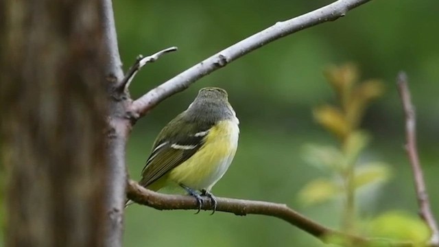 hvitøyevireo - ML567079901