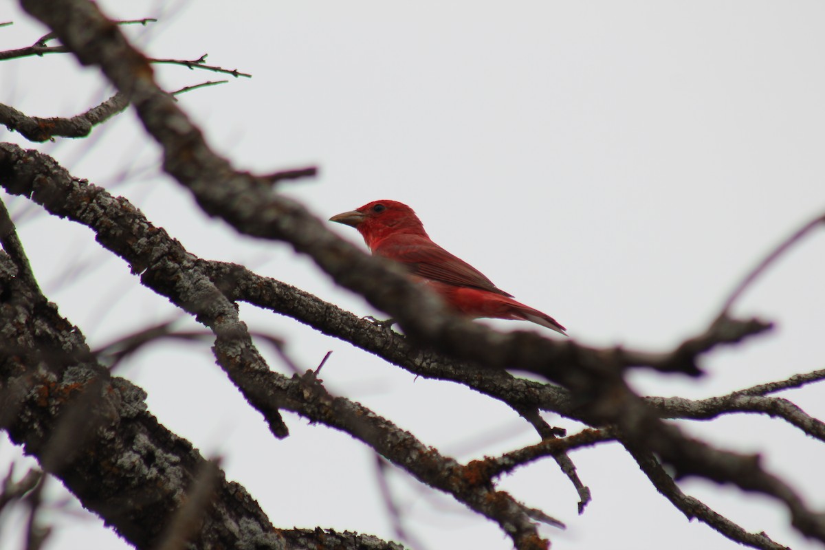 Summer Tanager - ML567080441