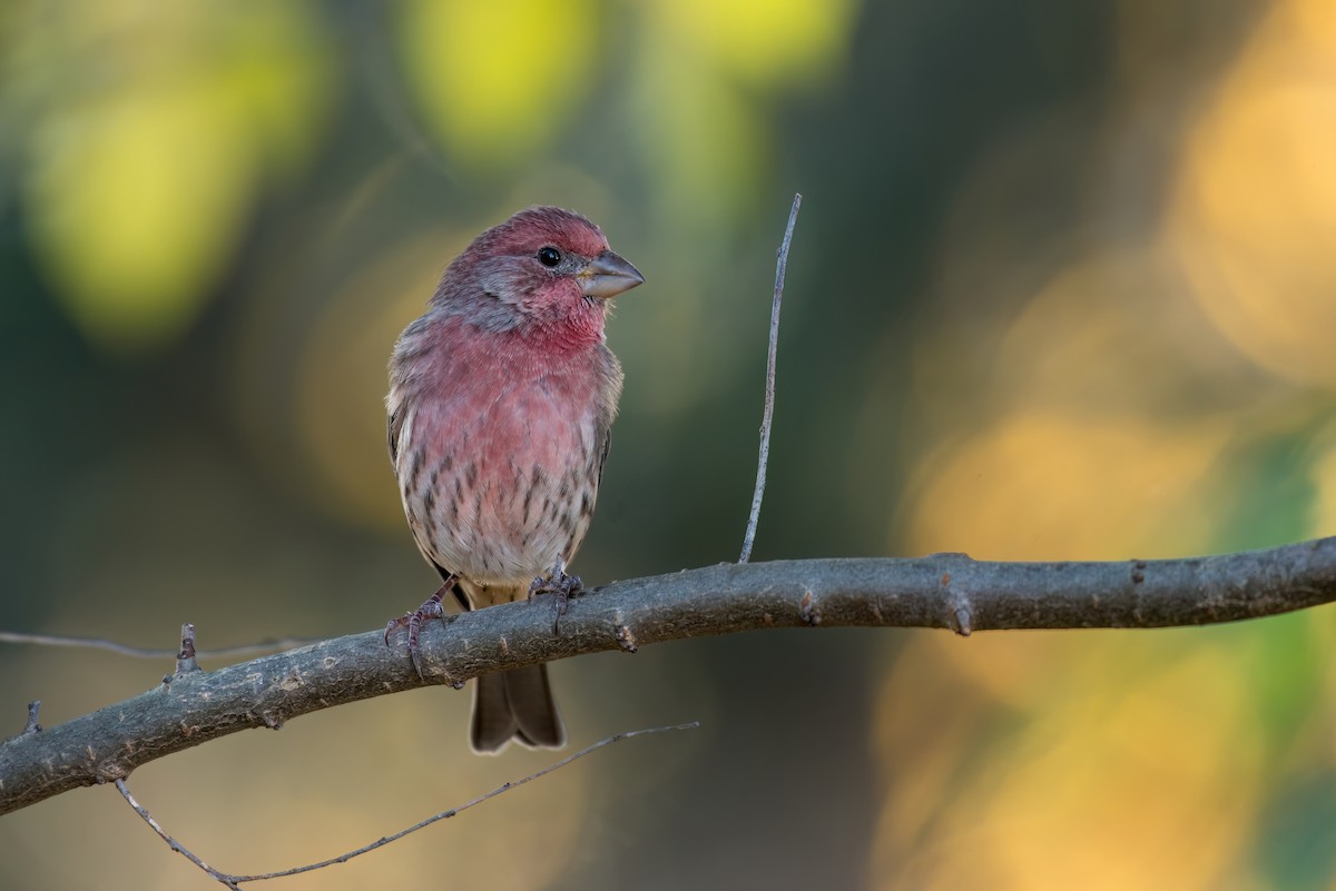 House Finch - ML567081211