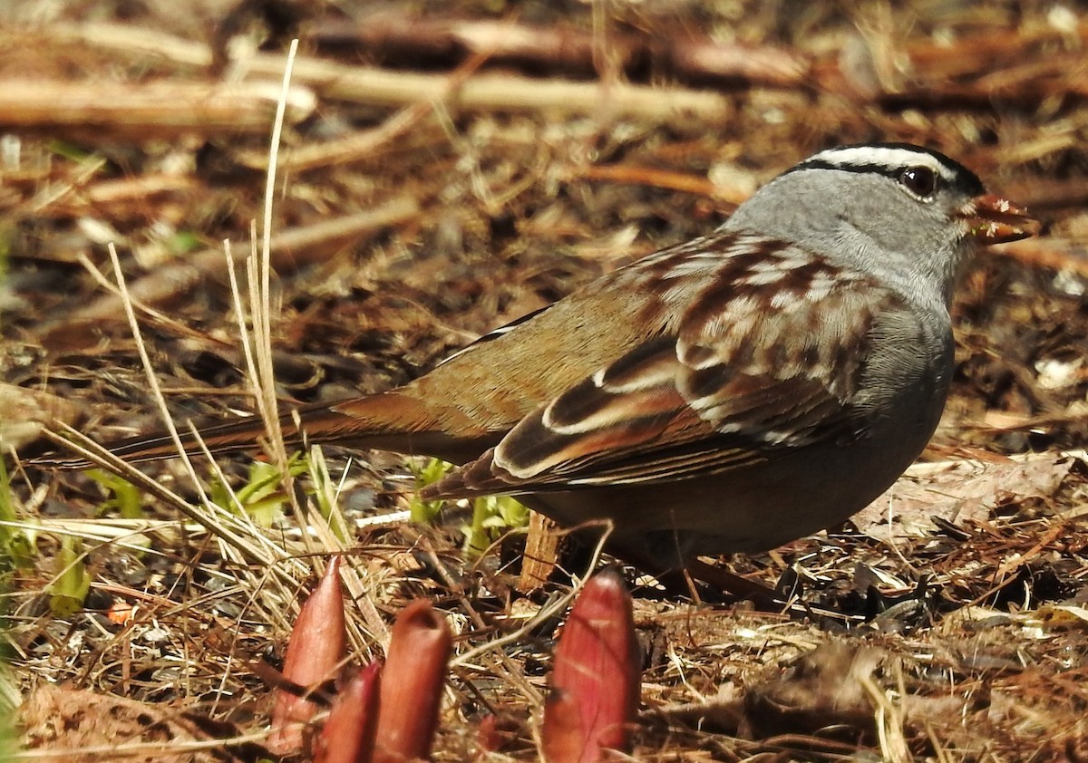White-crowned Sparrow - ML56708161