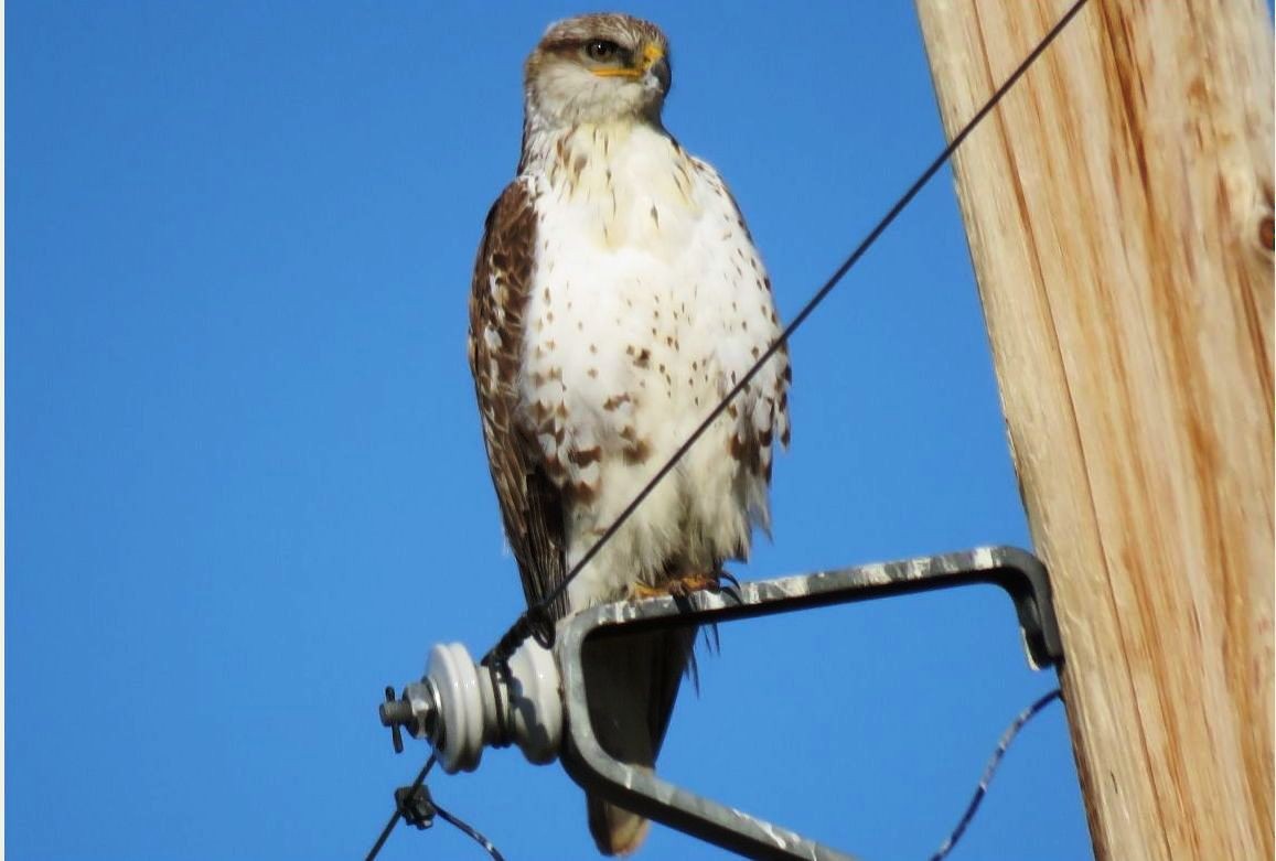 Ferruginous Hawk - ML567081731