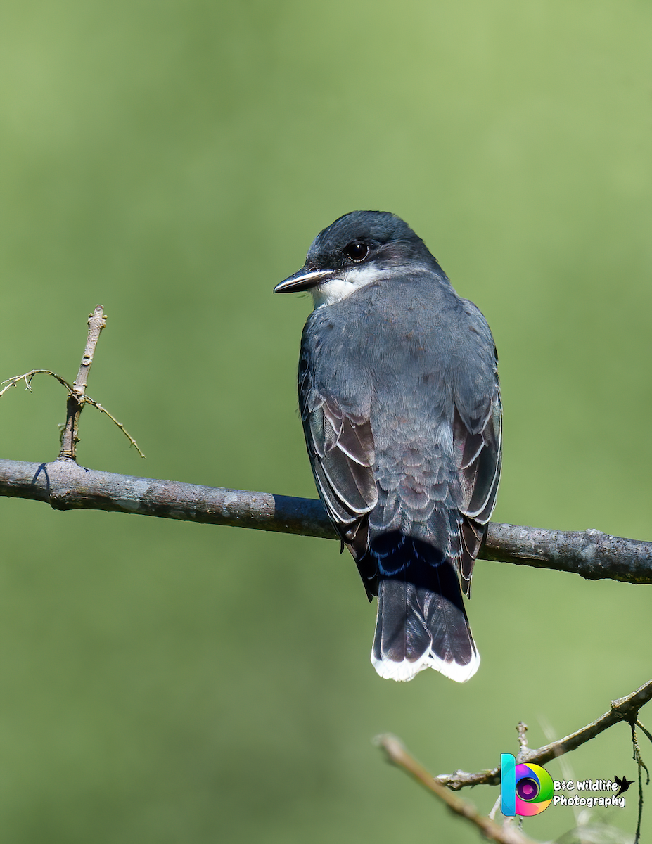 Eastern Kingbird - ML567083301