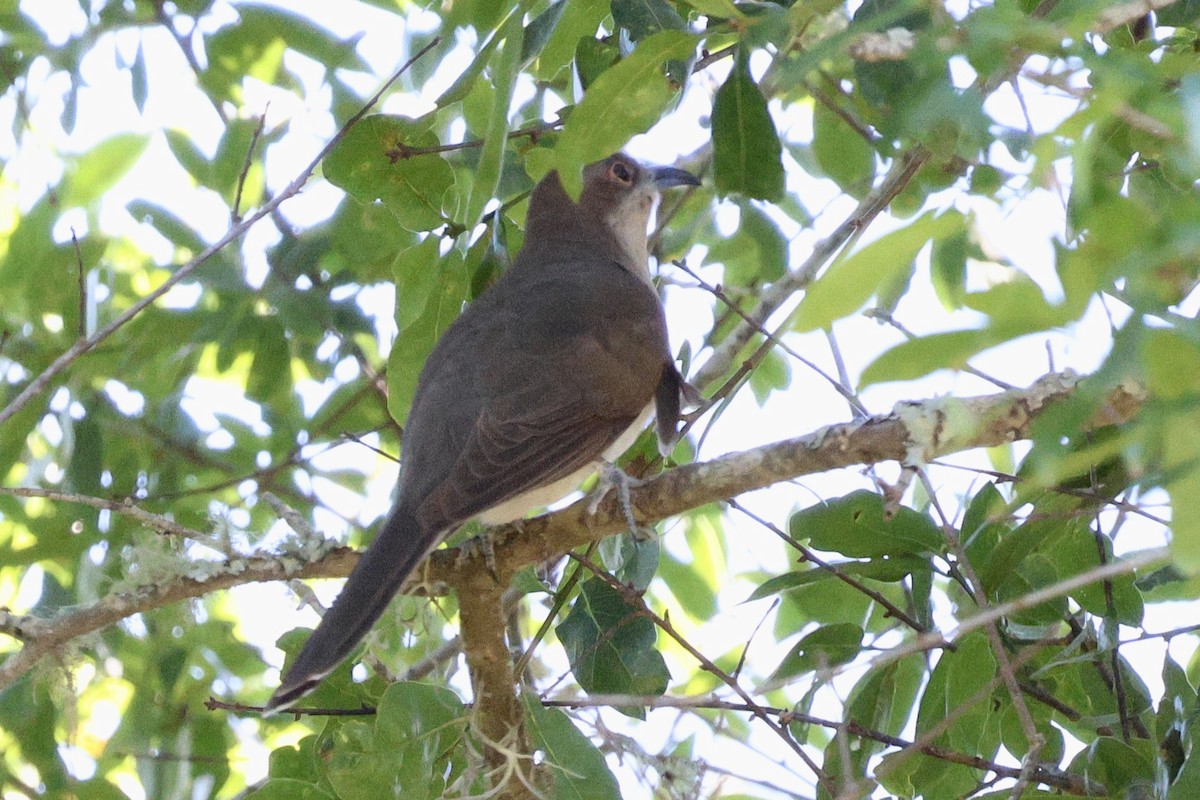 Black-billed Cuckoo - ML567084291