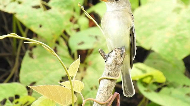 Willow Flycatcher - ML567084361