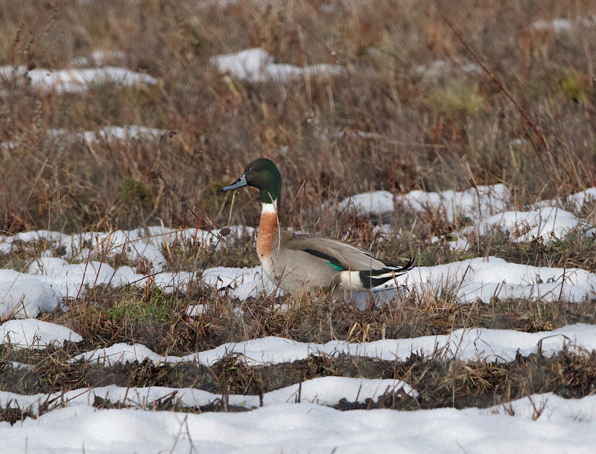 Mallard x Northern Pintail (hybrid) - ML567084371