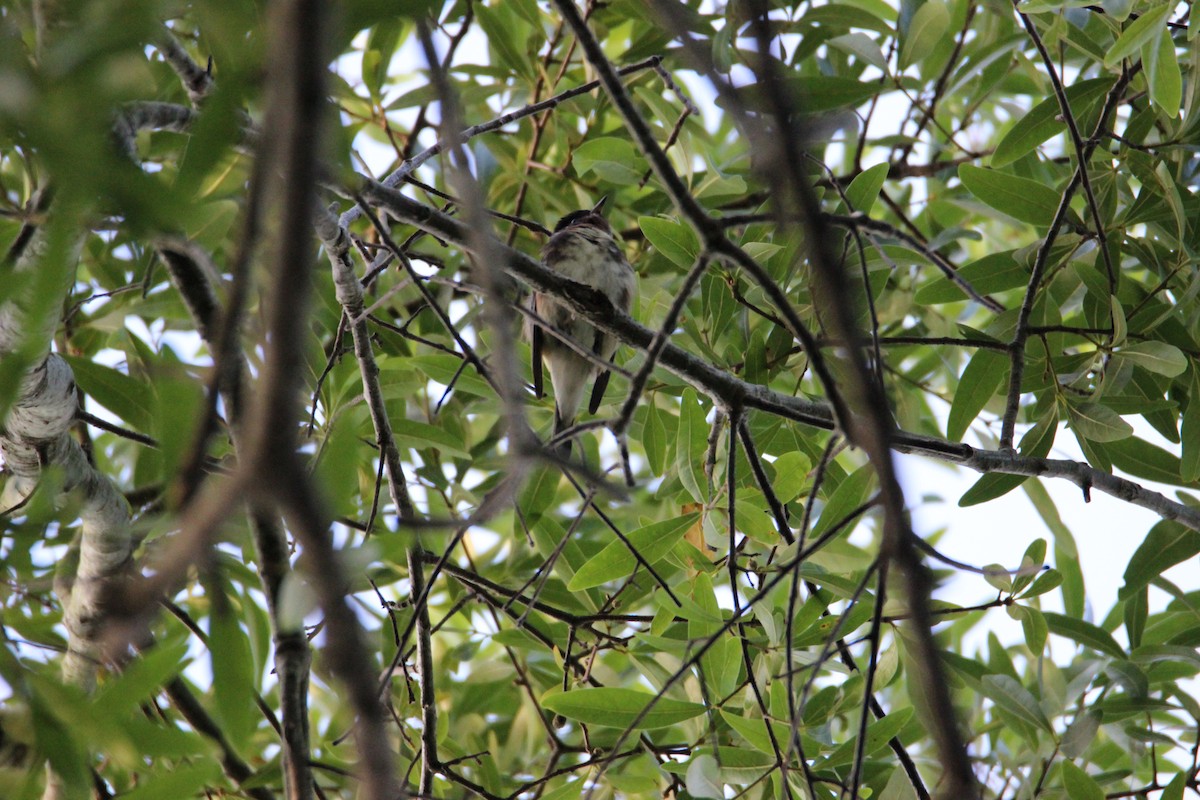 Bay-breasted Warbler - John Keegan