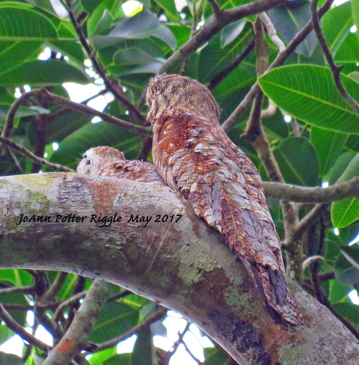Great Potoo - JoAnn Potter Riggle 🦤