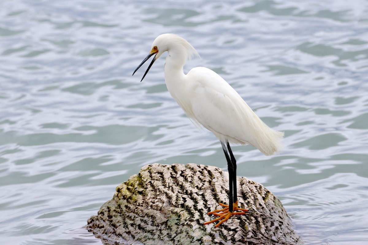 Snowy Egret - ML567085271