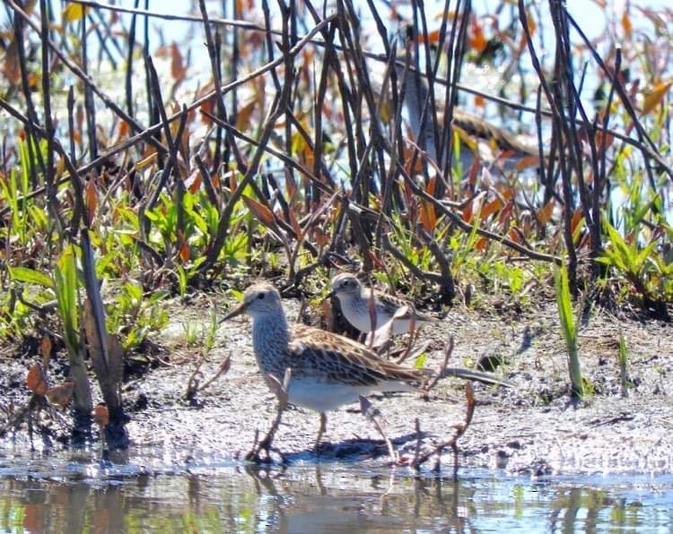 Least Sandpiper - ML567085301
