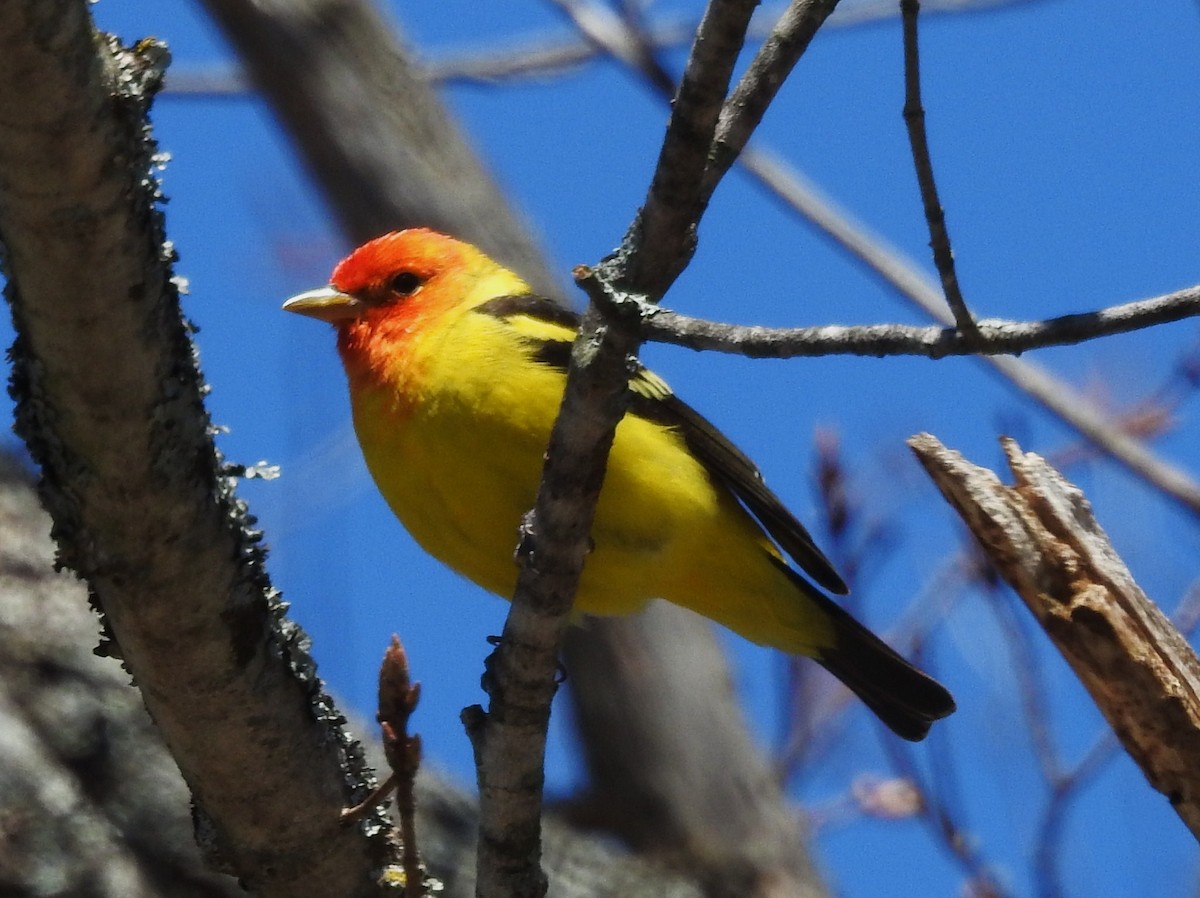 Western Tanager - ML56708561