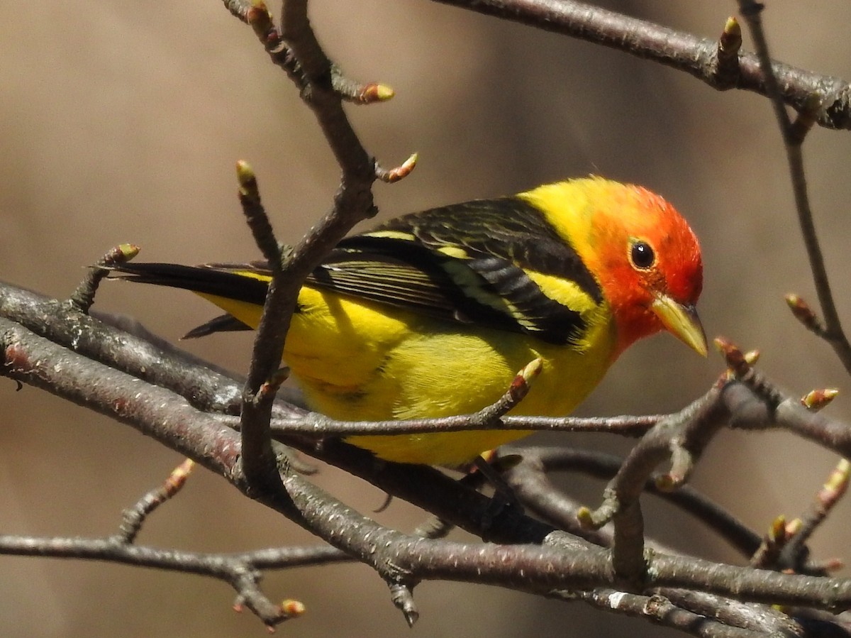 Western Tanager - ML56708591