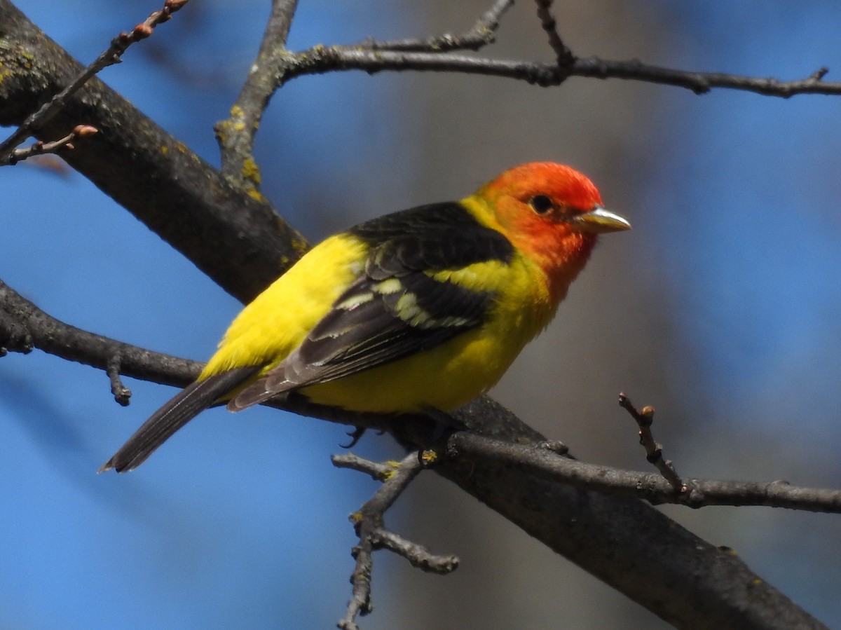 Western Tanager - ML56708621