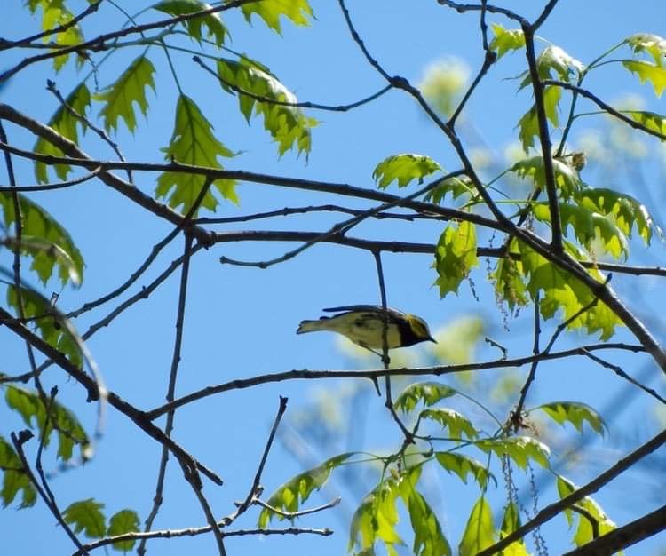 Black-throated Green Warbler - ML567086361