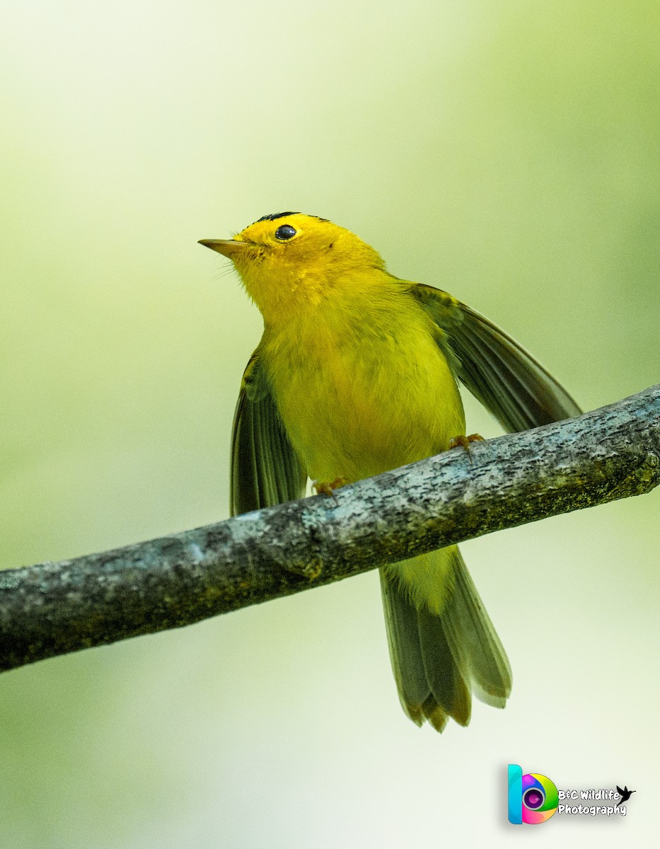 Wilson's Warbler - ML567086691