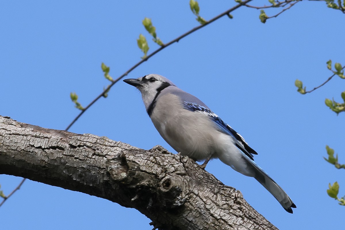 Blue Jay - ML567087191