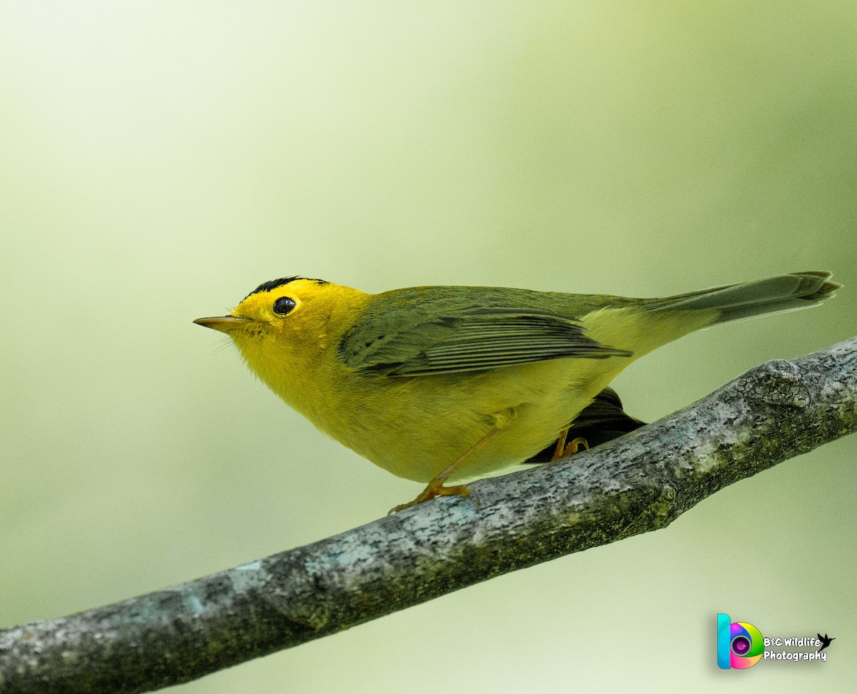 Wilson's Warbler - ML567087321